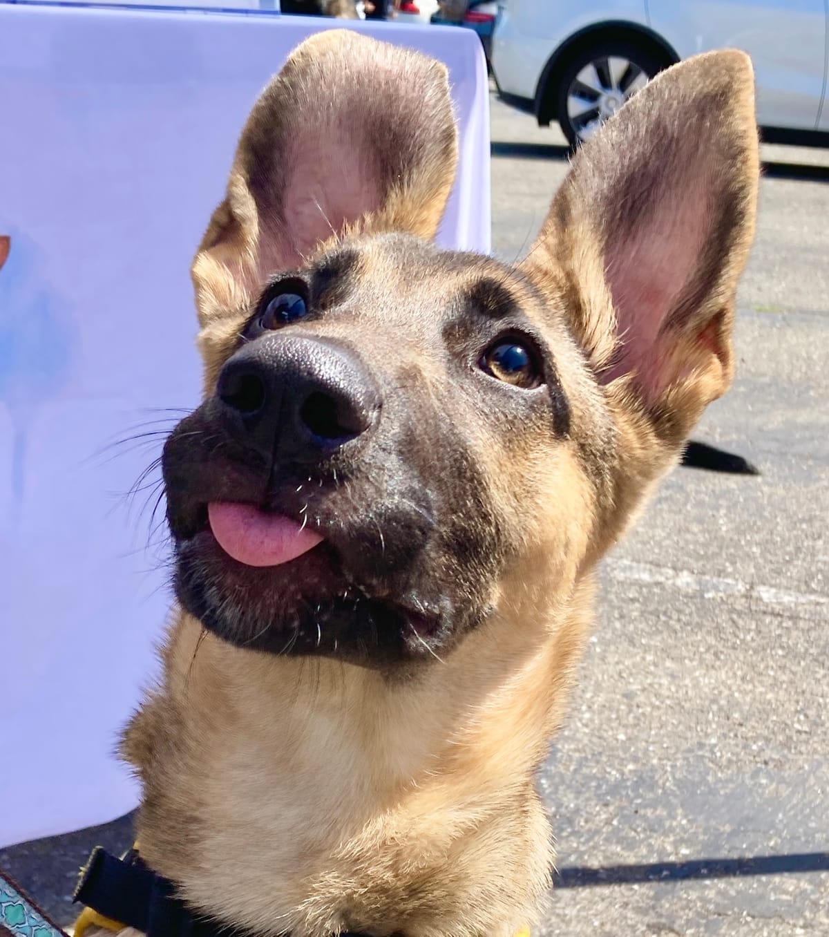 Adopt-a-Pet Day a barking success