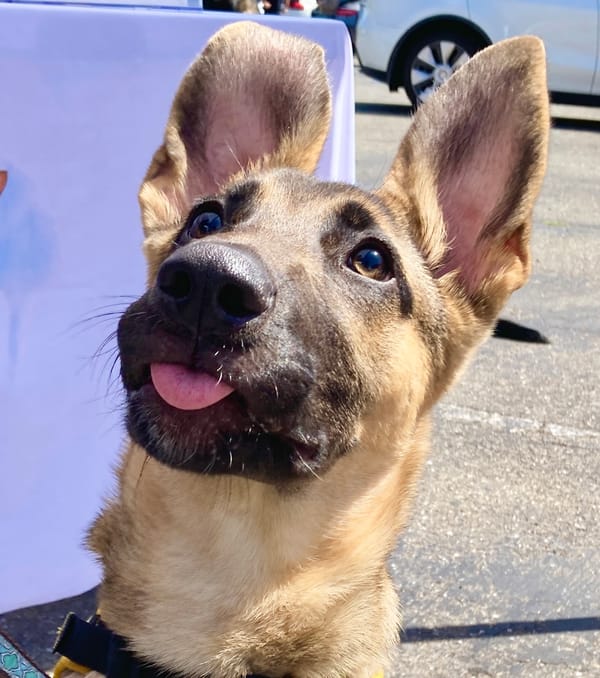 Adopt-a-Pet Day a barking success